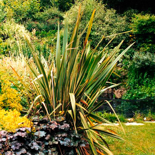 Planting for all year round colour and interest