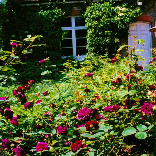 Rose and herb garden for historic character building Hertfordhire
