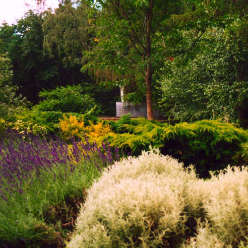 Woodland garden on top of a hill