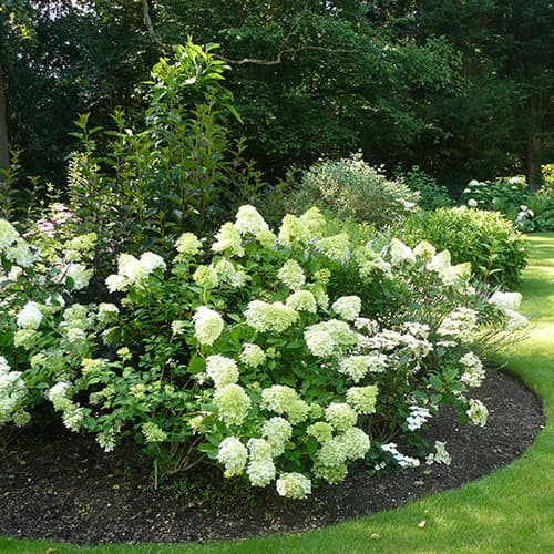 Woodland Garden shade planting