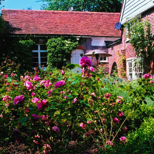 Rose and herb garden for historic character building Hertfordhire