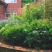 London Front Garden