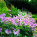 London Front Garden